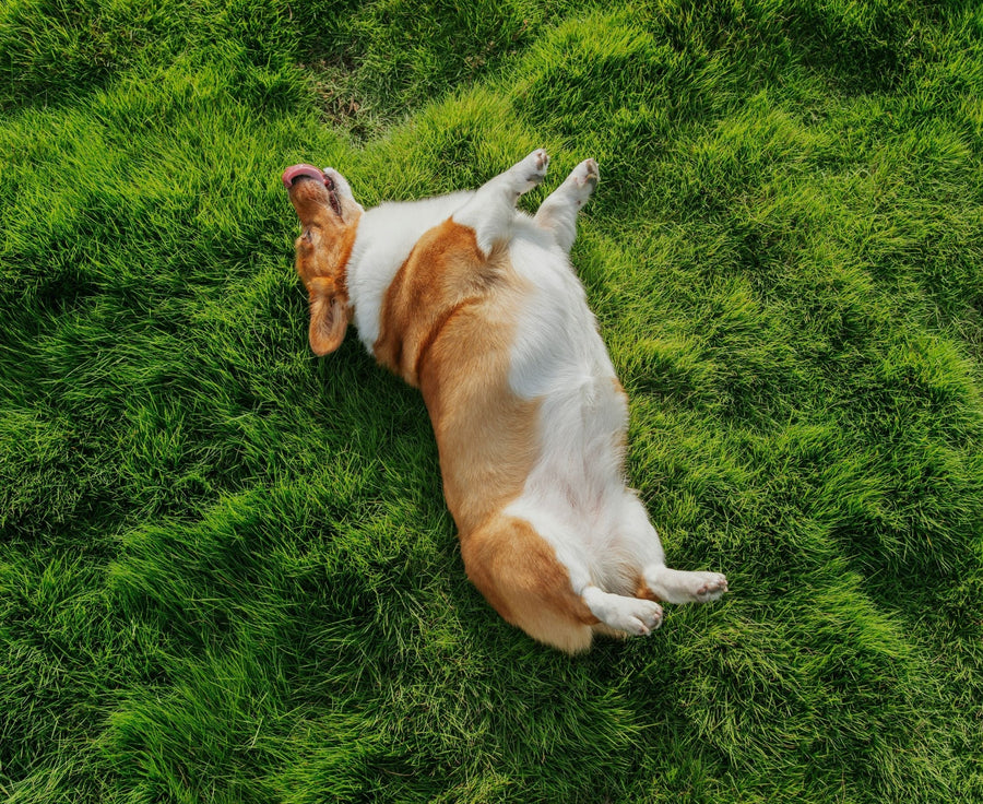 corgi dog rolling in grass