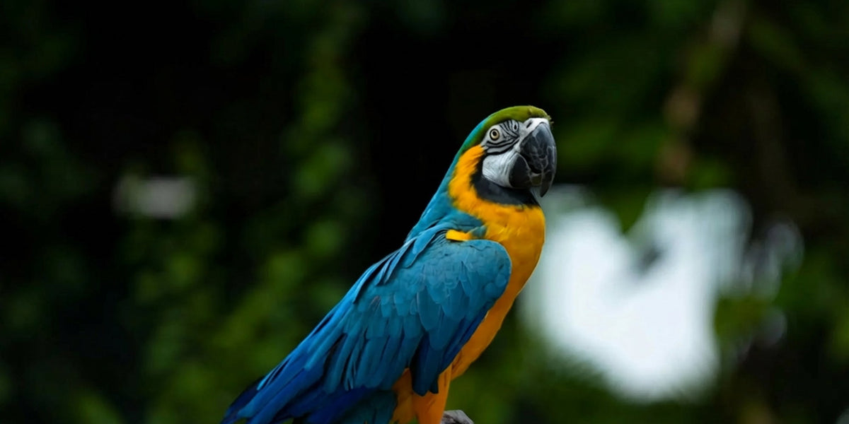 Birds