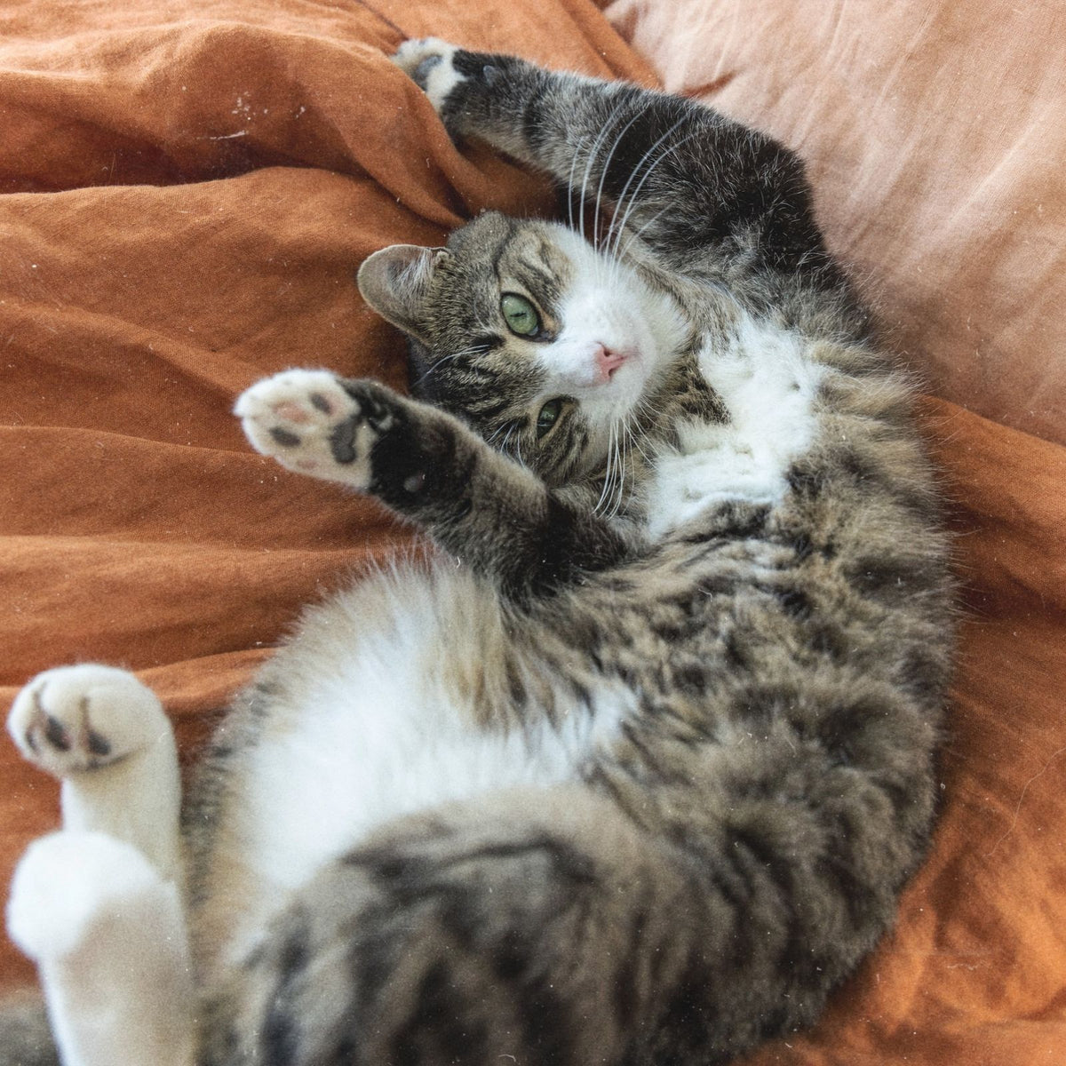 tabby cat curled up on orange duvet.