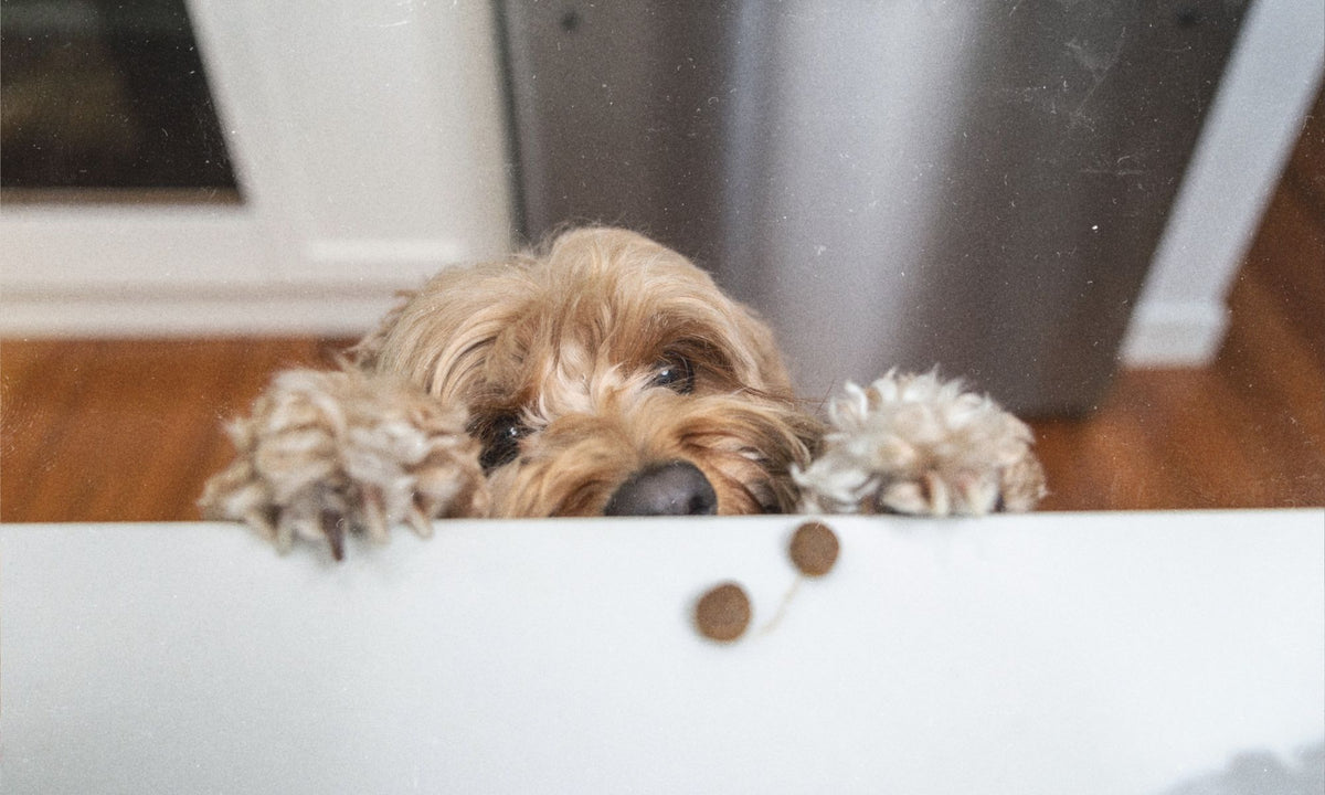 A small breed dog peering over kitchen counter and staring at kibble.