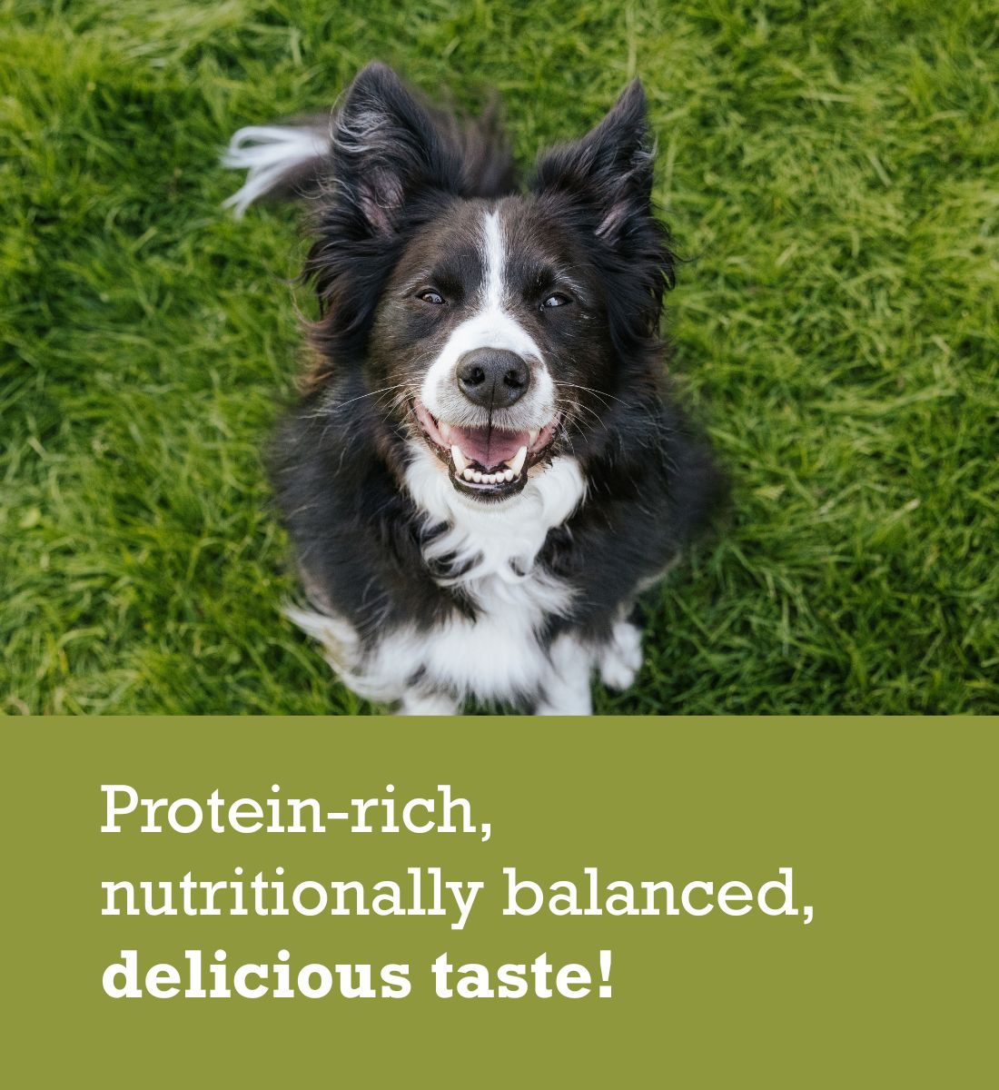 ACANA Puppy Large Breed Recipe