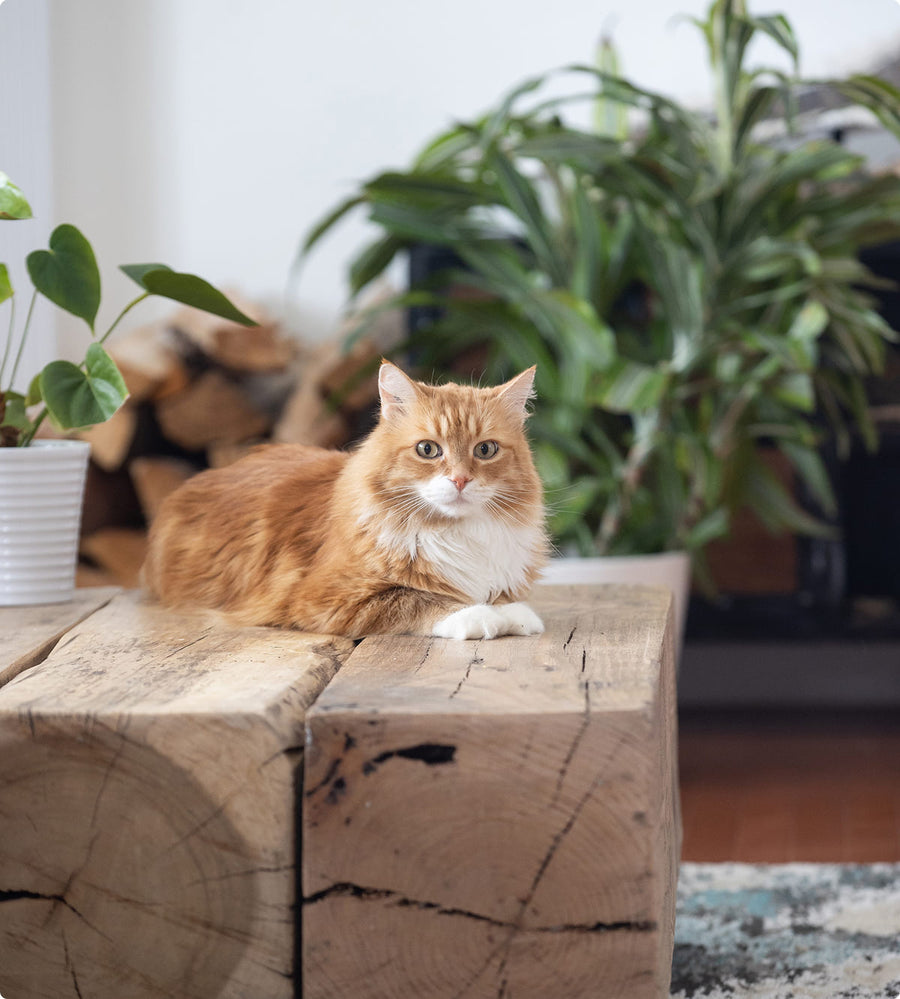 Cats