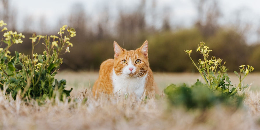 Cat food collection