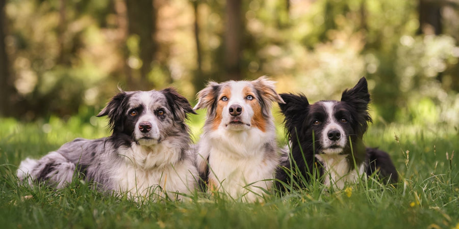 Dog food collection