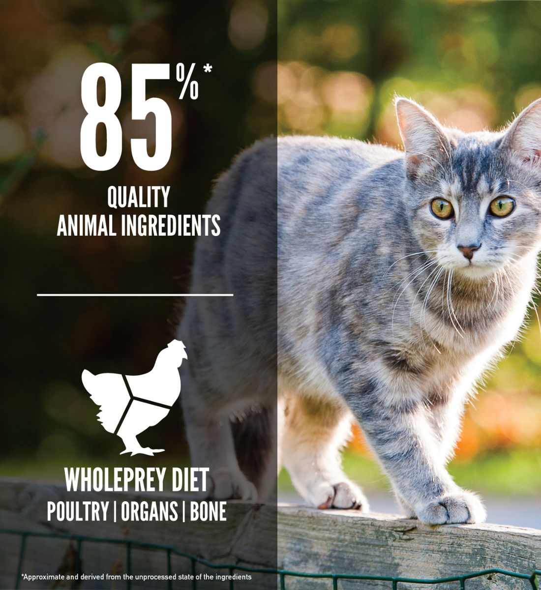 ORIJEN Original Cat